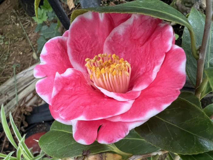 우포 동백나무 - Camellia Japonica