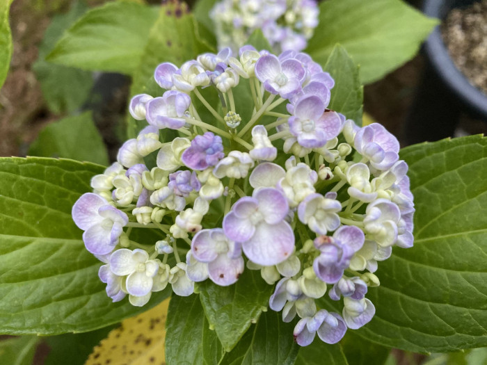 수국 - Hydrangea, Hydrangea macrophylla (Thunb.) Ser. for. otaksa (Siebold & Zucc.) E. H. Wilson