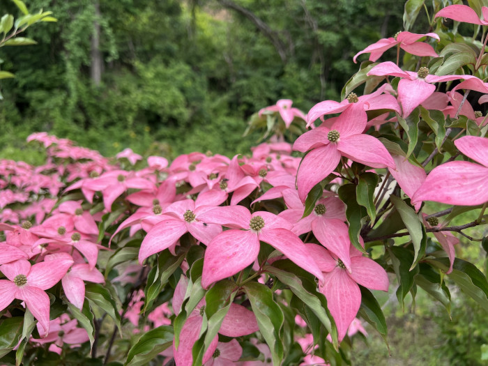 산딸나무 - Cornus Kousa 