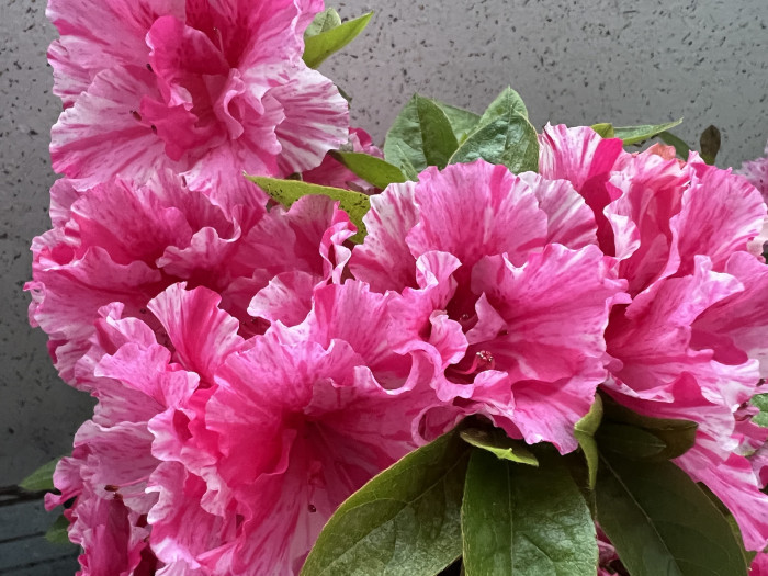 철쭉 - Deciduous Azalea, Rhododendron schlippenbachii Maxim.