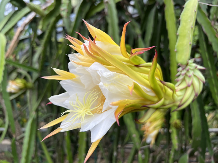 용과 - Dragon Fruit, Hylocereus Undatus