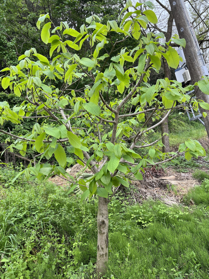 포포나무 - Sunflower pawpaw