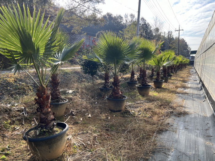 워싱턴야자 - Washington palm, California Fan Palm