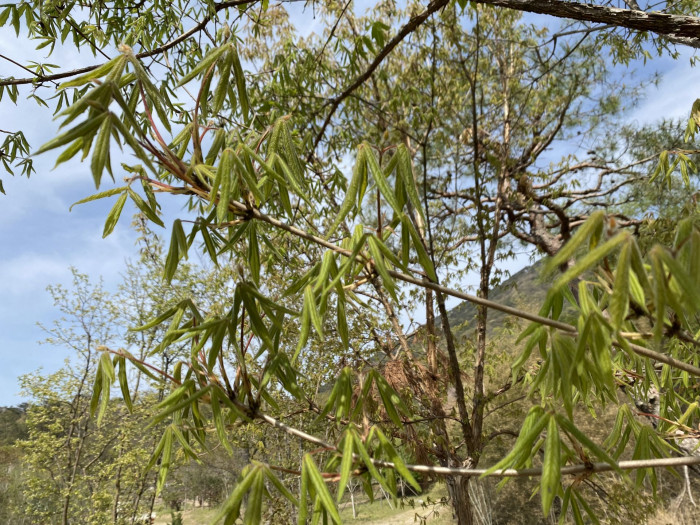복자기 - Three-flower maple, Acer triflorum Kom.