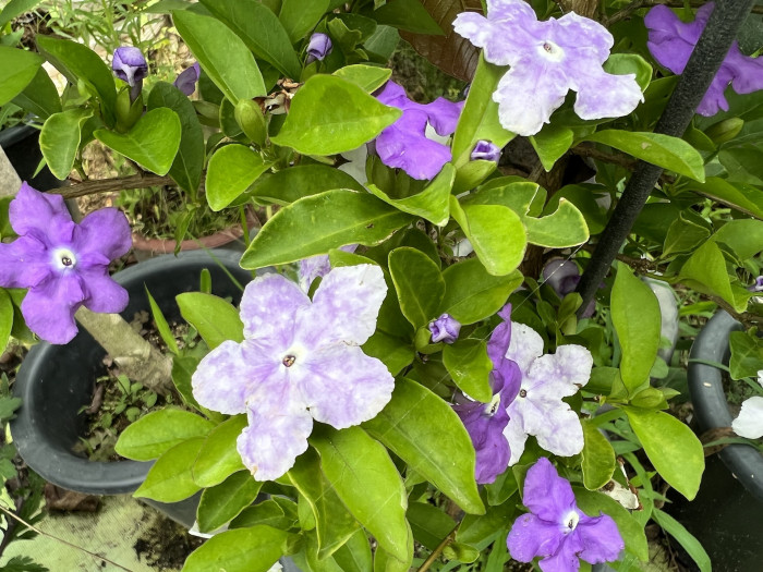 브룬펠시아 - Marning-Moon and night, Brunfelsia pauciflora