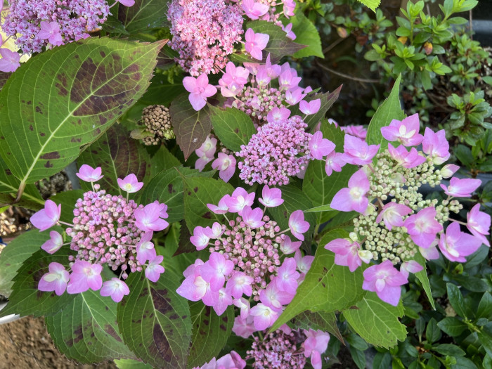 수국 렛츠댄스 캔두  - Hydrangea Macrophylla