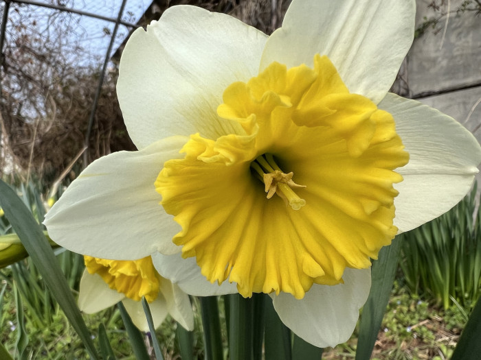 수선화 - daffodil, Narcissus tazetta var. chinensis