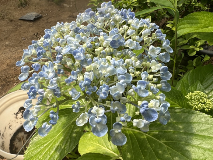 팝콘 수국 - Hydrangea Macrophylla