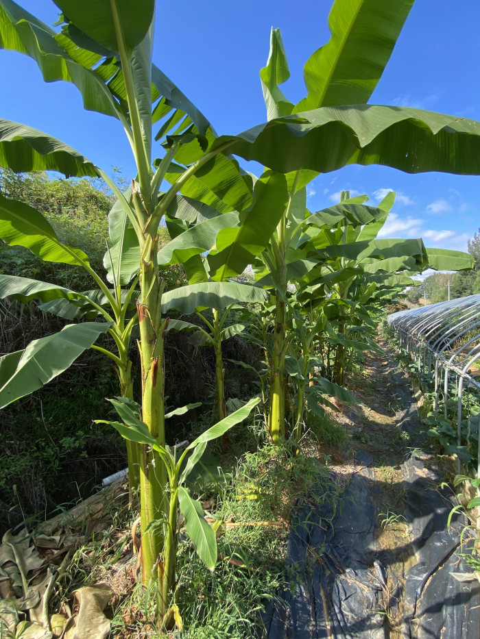파초 - Japanese banana, Japanese fibre banana, hardy banana, Musa basjoo Siebold & Zucc.