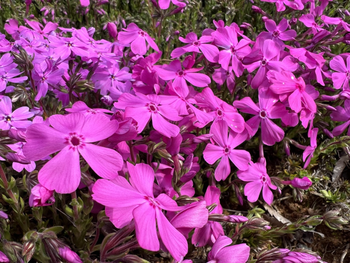 지면패랭이꽃 - Phlox Subulata