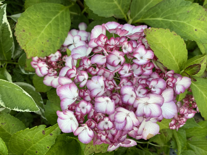 수국 - Hydrangea, Hydrangea macrophylla (Thunb.) Ser. for. otaksa (Siebold & Zucc.) E. H. Wilson