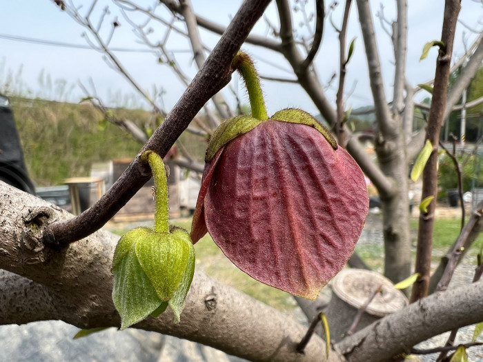 포포나무 - Sunflower pawpaw, Asimina triloba