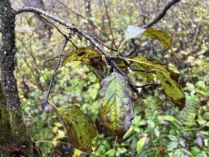 갈매나무 - Rhamnus Davurica