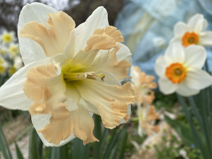 수선화 - daffodil, Narcissus tazetta var. chinensis