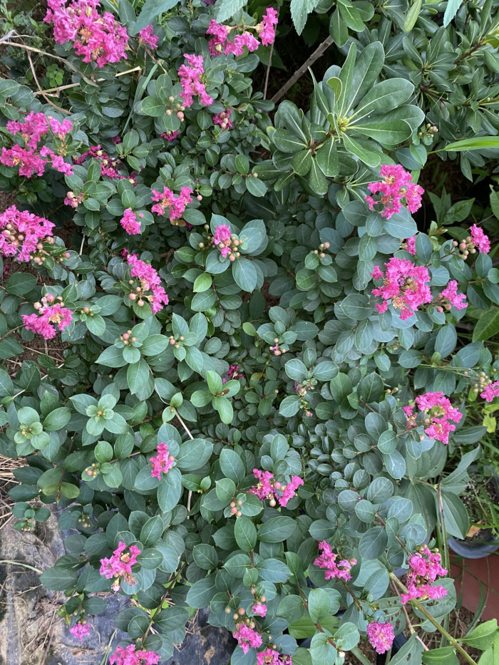 배롱나무 - Crape myrtle, Lagerstroemia indica