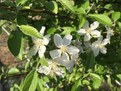 아그배나무 사진 - Malus sieboldii (Regel) Rehder Photos
