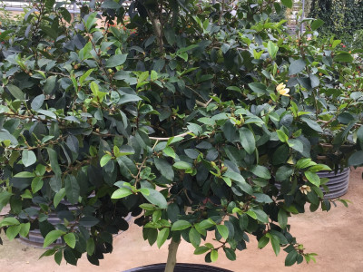 함소화 사진 - Magnolia figo Photos