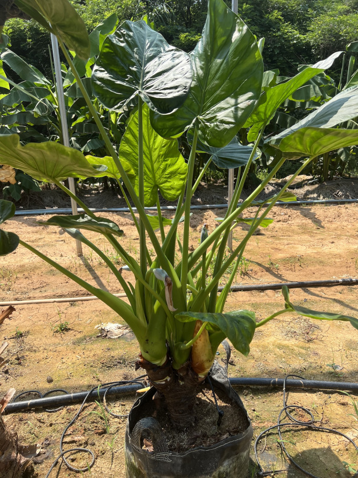 콜로카시아 마크로리자 - Elephant Ear, Colocasia macrorrhiza
