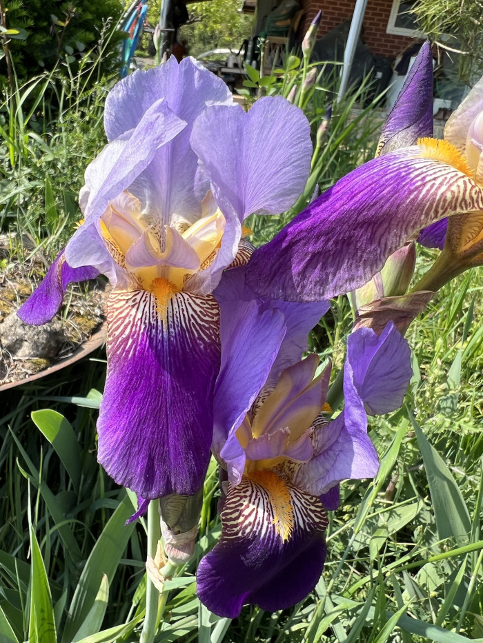 독일붓꽃 - German iris, Iris germanica L.