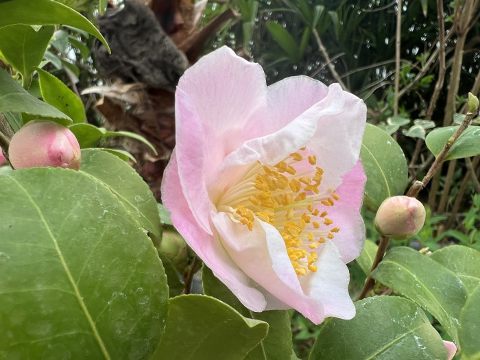 동백나무 - Camellia Japonica
