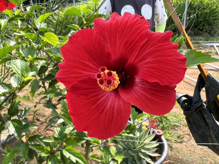 하와이무궁화 - hawaiian hibiscus, Hibiscus rosa-sinesis L.