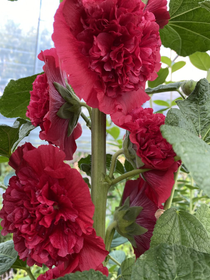 겹접시꽃 - Alcea rosea, Althaea rosea