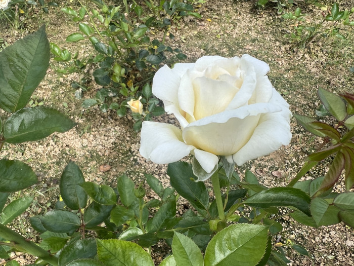 장미 엘비스 - Rose