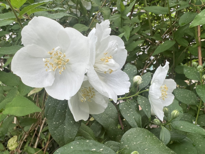 고광나무 - Korean mock orange