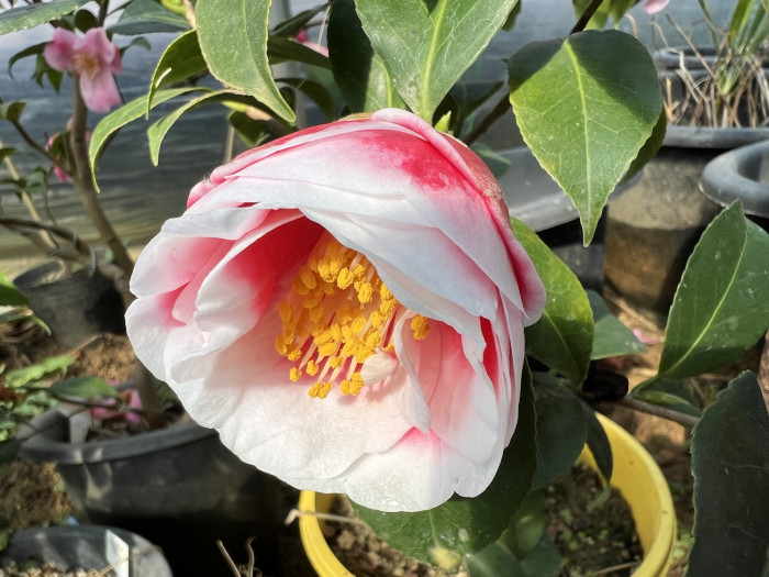 동백나무 - Camellia Japonica