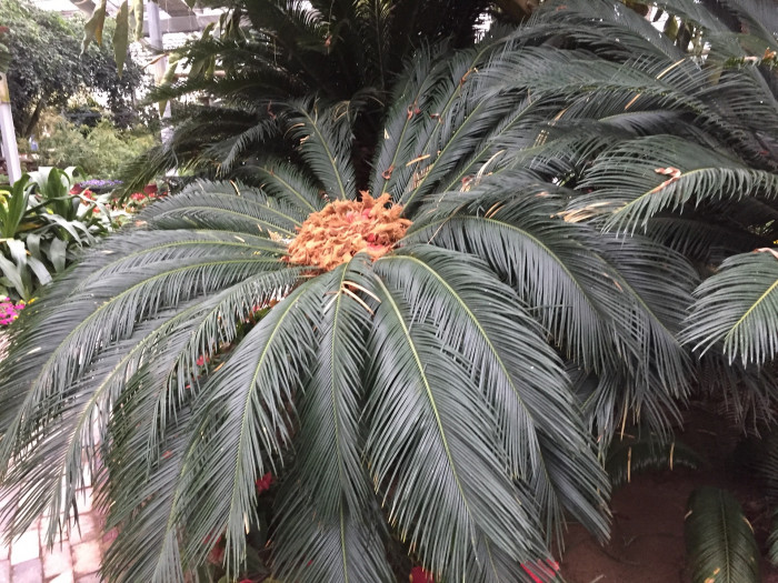 소철 - Cycas revoluta Thunb.