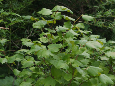 생강나무 사진 - Lindera obtusiloba Blume var. obtusiloba Photos