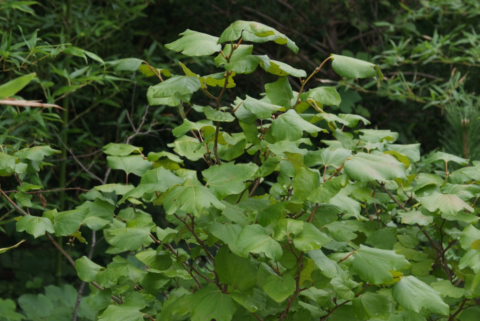 생강나무 - Lindera obtusiloba Blume var. obtusiloba