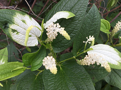 삼백초 사진 - Saururus chinensis (Lour.) Baill. Photos