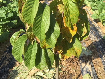포포나무 사진 - Asimina triloba Photos