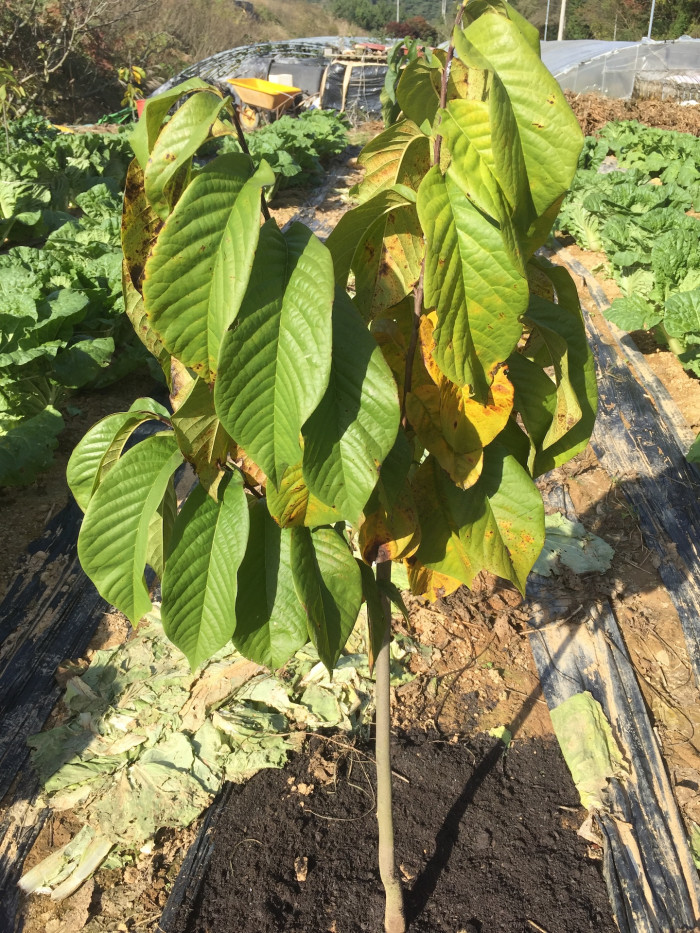 포포나무 - Sunflower pawpaw, Asimina triloba