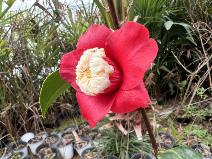 월광 동백 - Camellia Japonica