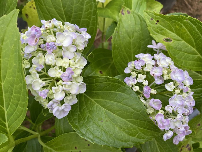 수국 - Hydrangea, Hydrangea macrophylla (Thunb.) Ser. for. otaksa (Siebold & Zucc.) E. H. Wilson