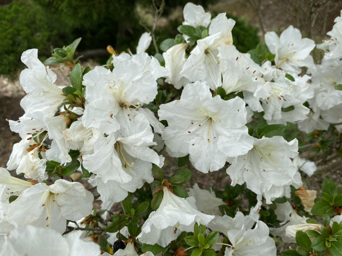 철쭉 - Deciduous Azalea, Rhododendron schlippenbachii Maxim.