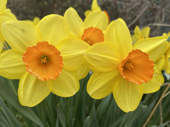 수선화 - daffodil, Narcissus tazetta var. chinensis