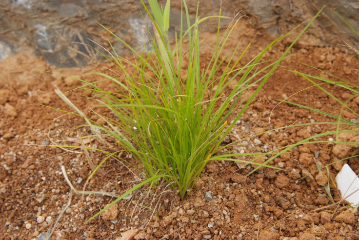 꼬랑사초 - Carex mira Kuk.