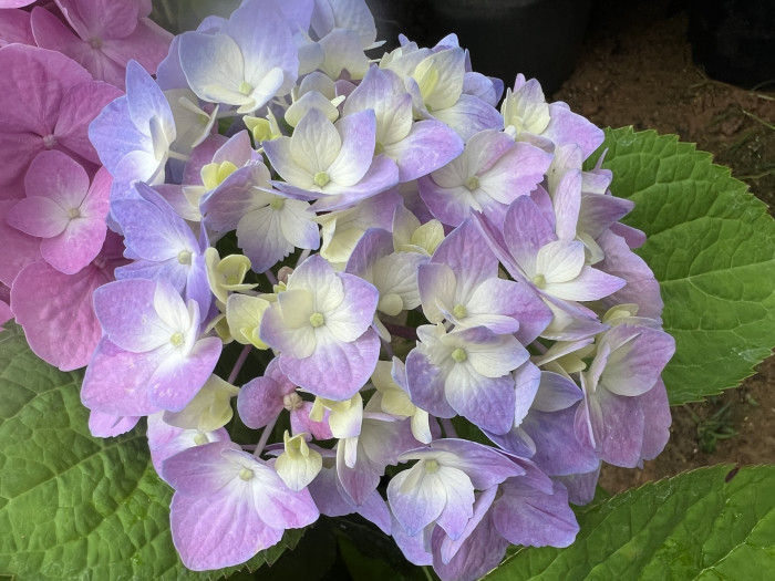 렛츠댄스 빅밴드 수국 - Hydrangea macrophylla Big Band