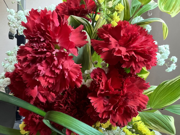 카네이션 - Bernard, Dianthus caryophyllus L.
