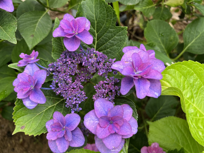 히미코 수국 - Hydrangea Macrophylla 