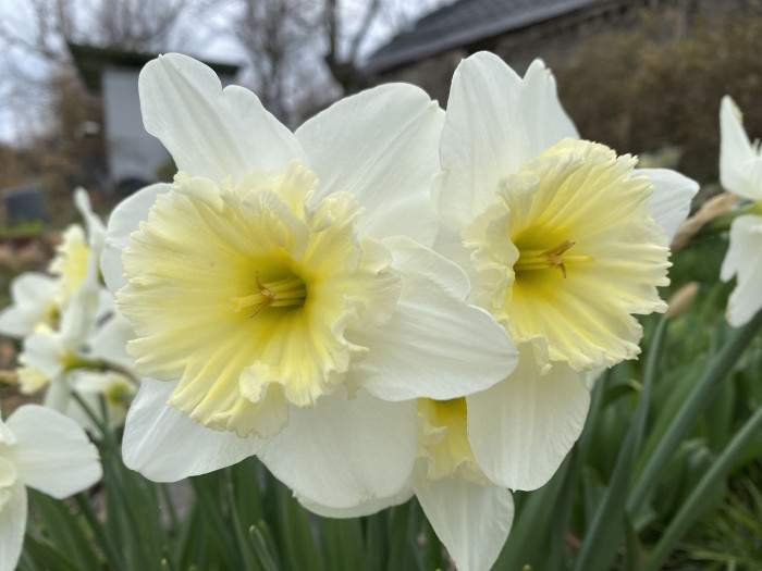 수선화 - daffodil, Narcissus tazetta var. chinensis