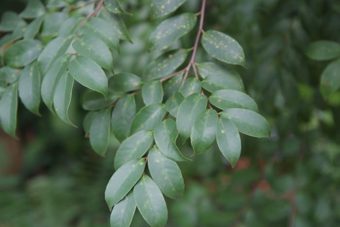 구실잣밤나무 - Castanopsis sieboldii (Makino) Hatus.