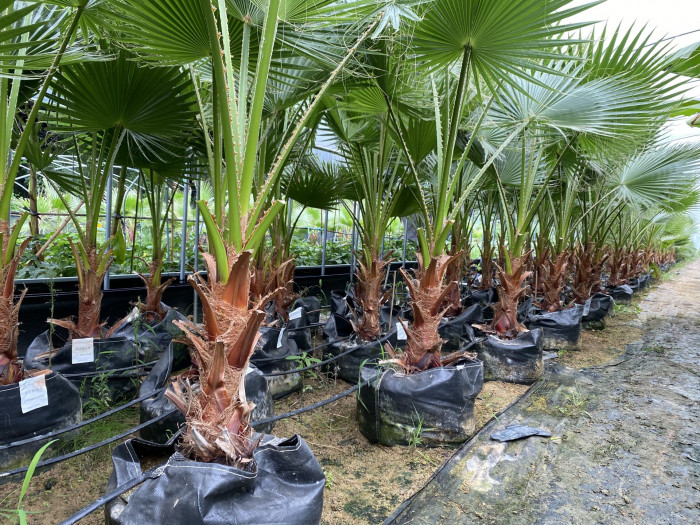 워싱턴야자 - Washington palm, California Fan Palm, Washingtonia filifera