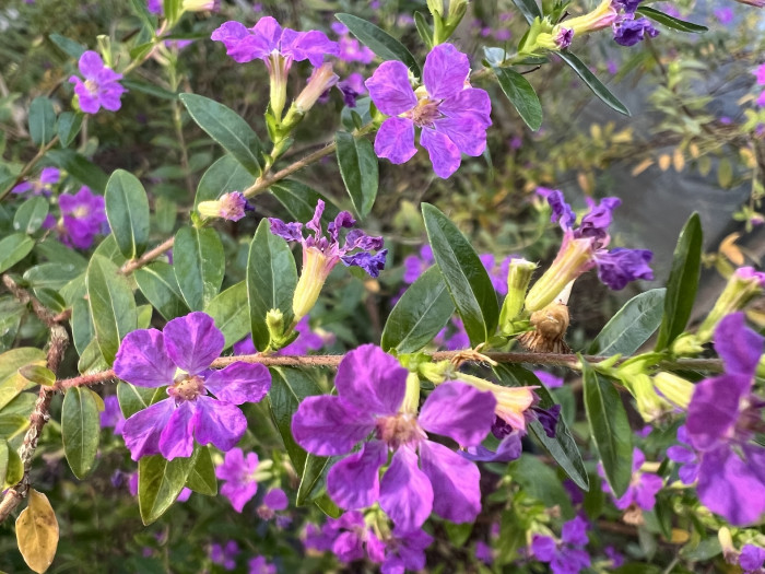 쿠페아 - Cuphea Hyssopifolia