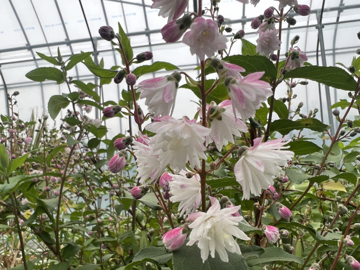 만첩빈도리 - Deutzia crenata for. plena Schneid