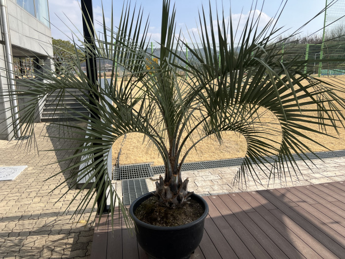 뷰티아야자 - Jelly palm