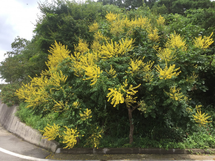 모감주나무 - Koelreuteria paniculata Laxmann